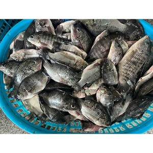 Tilapia entière congelée Taiseng, procédé IQF, origine Fujian, spécification 500-800g - Product Image 2