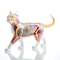 Ressources pédagogiques scientifiques médicales et biologiques pour enfants, jouets éducatifs, modèle anatomique de chat, matériel scolaire CE/ISO