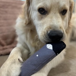 Jouet pour chien en peluche avec son, électrique, pour l'intérieur et l'extérieur, pour chiots qui font leurs dents - Product Image 1