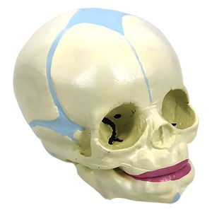 Modèle de crâne humain médical 1:1 pour adultes, spécimen d'anatomie du crâne, modèle anatomique simulé - Product Image 1