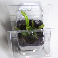 Boîte de transport professionnelle pour plantes succulentes, contenants en plastique transparent, boîte de rangement en PVC