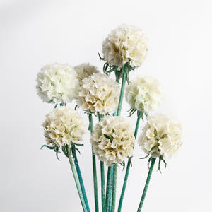 Flores secas de alta calidad y planes molino de viento fruta combretocarpus <span class=keywords><strong>Scabiosa</strong></span> seca conservada para la decoración del hogar de la boda - Product Image 4