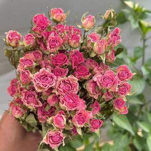 Flores de Rosa Secas Naturales, Ramo de Rosas Reales para Decoración del Hogar, Manualidades, Regalos y Decoración de Bodas - Product Image 1