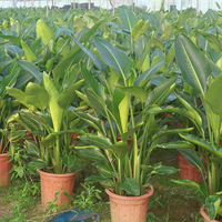 Strelitzia Nicolai Oiseau de paradis, Variétés mixtes, Tailles variées, Tropicale, Intérieur/Extérieur, Écologique, Faite à la main, Cérémonie de remise des diplômes