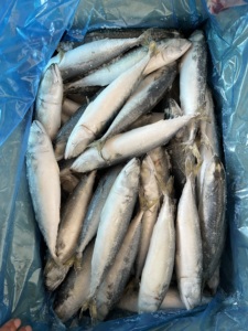 Commercio all'ingrosso congelato sgombro pacifico atlantico aringa Fujian pesce sgombro dalle dimensioni dell'oceano Pacifico 100 200 300 500 disponibili - Product Image 6