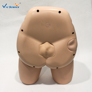 Modèle de cathéter pour organes génitaux féminins adultes avec vessie et urètre pour ressources pédagogiques en santé et formation CE ISO ROHS CNAS - Product Image 4