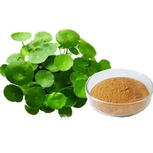 Extrait sec de Brahmi (Bacopa Monnieri) – Extrait végétal de qualité alimentaire, cultivé en milieu sauvage, 20 % 40 % Bacosides, puissant, brun clair, soluble dans l'eau - Product Image 1