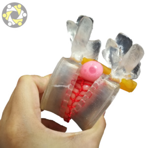 Sistema Esquelético D1101: Modelo de Demostración para la Enseñanza de Lesiones de la Columna Lumbar en <span class=keywords><strong>el</strong></span> <span class=keywords><strong>Cuerpo</strong></span> <span class=keywords><strong>Humano</strong></span> - Product Image 5