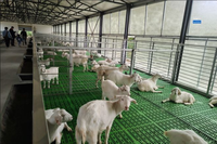 Bâtiment d'élevage moderne préfabriqué en acier léger galvanisé pour moutons et chèvres, résistant à la corrosion, résistance au vent 121+ mph, indice 5+