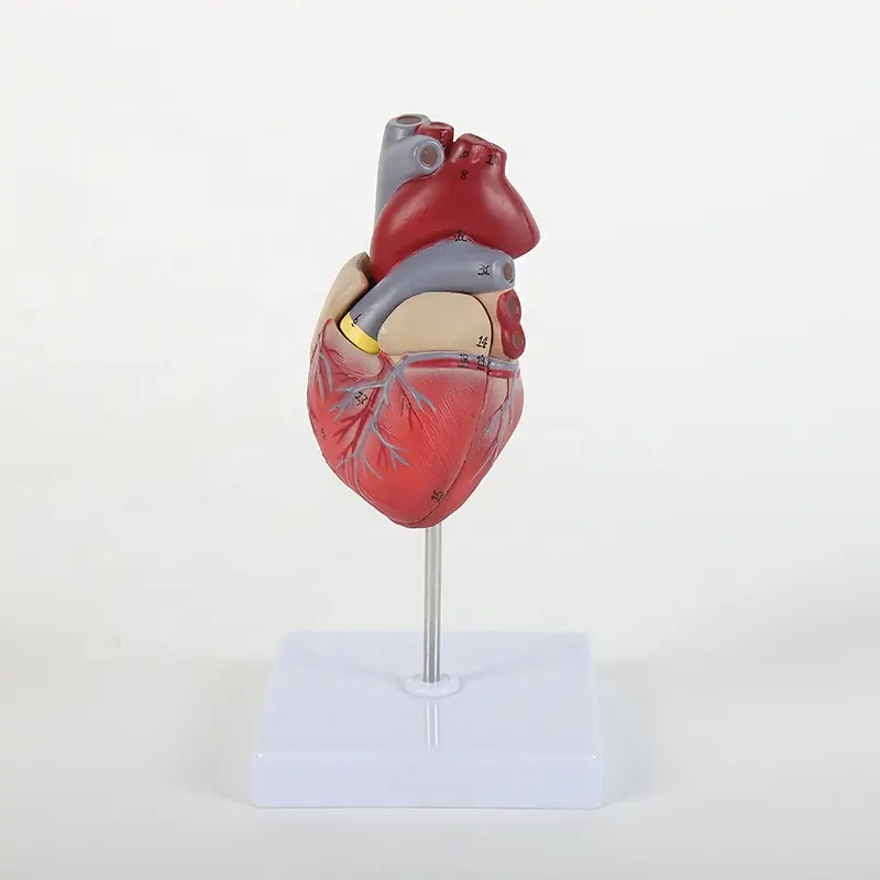 Prodotti di vendita caldi del modello di cuore con qualità differente per l'insegnamento