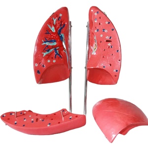 Số chính xác mô hình y tế phổi người mô hình khoa học giải phẫu phổi Mô hình giải phẫu phổi người 4 phần giải phẫu kích thước đầy đủ - Product Image 2