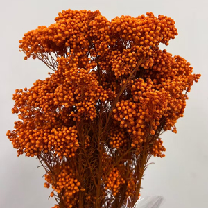 Fleurs séchées naturelles <span class=keywords><strong>bouquet</strong></span> de fleurs de riz éternel conservé <span class=keywords><strong>frais</strong></span> immortel millet fleur décor de fête de mariage décoration de la maison - Product Image 2
