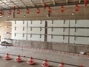 Sistema de alimentación automático para aves de engorde | Alimentador de pollos de alta eficiencia | Duradero y fácil de instalar - Product Image 4