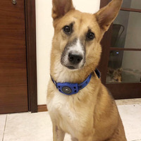 2025 nouveau design collier pour animaux de compagnie étanche anti-perte gps tracker dispositif GSM IP67 Pet Dog GPS Tracker