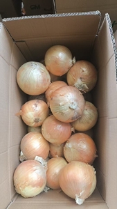 Premium Fresh Yellow/Red <strong>Onions</strong> Top Grade -peeled <strong>in</strong> Mesh Bags From Gansu <strong>China</strong> for Global <strong>Export</strong> - Product Image 4