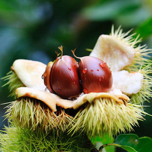 Amandes de châtaignes grillées bio, sucrées et saines, en-cas séchés naturels et décontractés, prêtes à consommer - Product Image 3