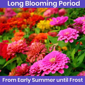 Zinnia géantes naturelles et magnifiques, paquet de fleurs d'extérieur en vrac pour le revêtement de sol, kit élégant pour pot et <span class=keywords><strong>jardinière</strong></span> - Product Image 6