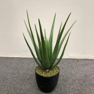 Maceta pequeña artificial suculenta de alta calidad, Aloe falso, decoración del hogar, escritorio, árbol realista, planta de Aloe <span class=keywords><strong>Vera</strong></span> - Product Image 6
