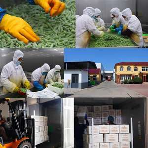 Feuilles d'<span class=keywords><strong>épinards</strong></span> surgelées IQF de qualité supérieure, directement de l'usine, ingrédients blanchis de haute qualité, légumes surgelés pour la vente au détail - Product Image 6