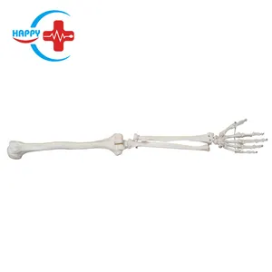 HC-S232 human Natural upper limb model training model for upper limb fractures