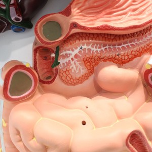 Modelo del sistema digestivo humano, modelo de enseñanza médica, modelos de la serie de anatomía humana - Product Image 2