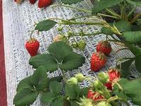 Filet de soutien pour fraises en PEHD en gros, maille de protection des fruits plantés au sol pour serres agricoles et ombrage de jardins