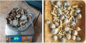 Achetez des tranches ou des flocons de curcuma noir sec, fabriqués naturellement, multi-usages, tranches ou flocons de curcuma noir - Product Image 5