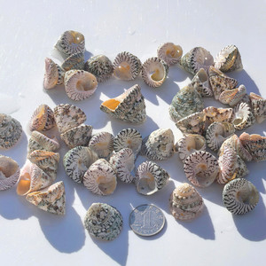 Piccola torre verde lumaca fori di conchiglia lucidati naturali fai da te carillon del vento accessori asili nido materiali colorati Seastar - Product Image 2