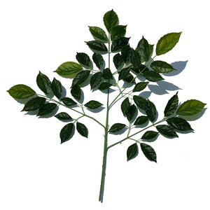真正触摸树叶乳胶绿色植物人造树叶家居装饰 - Product Image 5