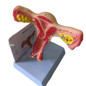 Simulador de Útero Labpilot, Maniquí de Demostración Médica, Modelo de Lesión Cervical, Entrenamiento Anatómico Escolar, Plástico PVC LP/ZG - Product Image 1
