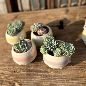 OEM/ODM Venta al por mayor Popular Maceta de cerámica para plantas suculentas con efecto craquelado, transpirable, pequeña, de porcelana artesanal, tipo jardín - Product Image 4