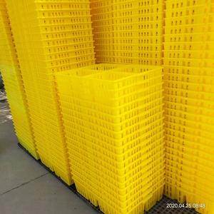 กล่องขนส่งลูกไก่แรกเกิด กล่องพลิกตัวลูกไก่ กล่องพลาสติกสำหรับขนส่งลูกไก่ - Product Image 4