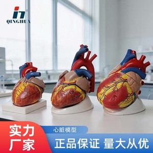 Modelos auténticos de anatomía del corazón humano a escala 1:1 y 5:1, modelos de corazón con ultrasonido B y Doppler color, desmontables. - Product Image 5
