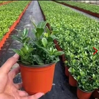 Géotextile tissé en PP stabilisé aux UV, couverture de sol agricole, tapis anti-herbe pour le contrôle des mauvaises herbes, rouleau de tissu noir pour les plantes