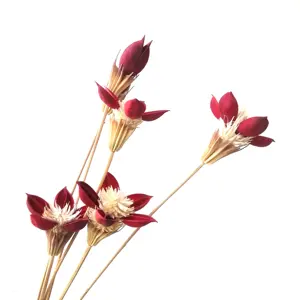 Flor Noble roja seca Artificial, el más Popular, para decoración del hogar/boda, 2023