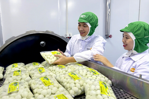 Proveedor de Vietnam, Huevos de Codorniz Enlatados, Pelados, Cocidos y en Salmuera, Origen Vietnam, Agua Salada Natural, Seguros para Exportación, 3 Años de Vida Útil - Product Image 3