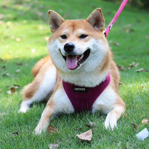 Accesorios para Cachorros, Arnés de Perro de Terciopelo de Pana Rojo Ajustable con Logotipo de PVC Personalizado con Correas y Collares para Mascotas - Product Image 4