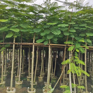 Plantas Vivas de Poinciana Real para Paisajismo en EAU, Árbol de Llama Ornamental al por Mayor para Calles de Ciudades, Hoteles y Jardines - Product Image 6
