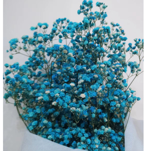 Flor de Gypsophila Natural Preservada de Larga Duración para Decoración - Product Image 6