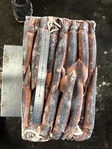 Revendeur de fruits de mer glacée,, prix en gros chinois, avec r de calmar, importé - Product Image 2