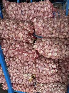 Semillas de <span class=keywords><strong>ajo</strong></span> <span class=keywords><strong>morado</strong></span> de alta calidad de China para agricultura mayorista exportador para plantación de <span class=keywords><strong>ajo</strong></span> fresco - Product Image 6