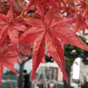 <span class=keywords><strong>Arbre</strong></span> d'érable artificiel rouge sur mesure pour extérieur, hauteur 3m, largeur 6m, faux <span class=keywords><strong>arbre</strong></span> d'érable pour sites touristiques et décoration commerciale - Product Image 3