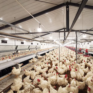 Máquina alimentadora <span class=keywords><strong>de</strong></span> cadena <span class=keywords><strong>de</strong></span> Casa <span class=keywords><strong>de</strong></span> pollo <span class=keywords><strong>de</strong></span> <span class=keywords><strong>precio</strong></span> barato <span class=keywords><strong>de</strong></span> fábrica <span class=keywords><strong>de</strong></span> Venta caliente/equipo <span class=keywords><strong>caja</strong></span> nido <span class=keywords><strong>de</strong></span> puesta <span class=keywords><strong>de</strong></span> huevos para granja avícola - Product Image 6