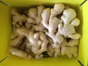 New Crop Fresh Ginger und luft getrockneter Ingwer vom chinesischen Großhandels lieferanten mit dem besten Ingwer preis für den Export