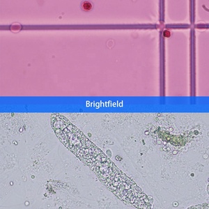 OPTO-EDU <span class=keywords><strong>CX33</strong></span> 三眼生物顕微鏡 A12.0738 モデル（LED照明付き、3年保証） - Product Image 5