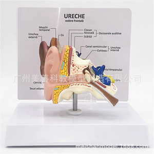 Modèle anatomique d'oreille humaine grandeur nature : un modèle de structure et d'anatomie de l'oreille humaine à l'échelle 1:1, soigneusement rédigé par des médecins. - Product Image 1
