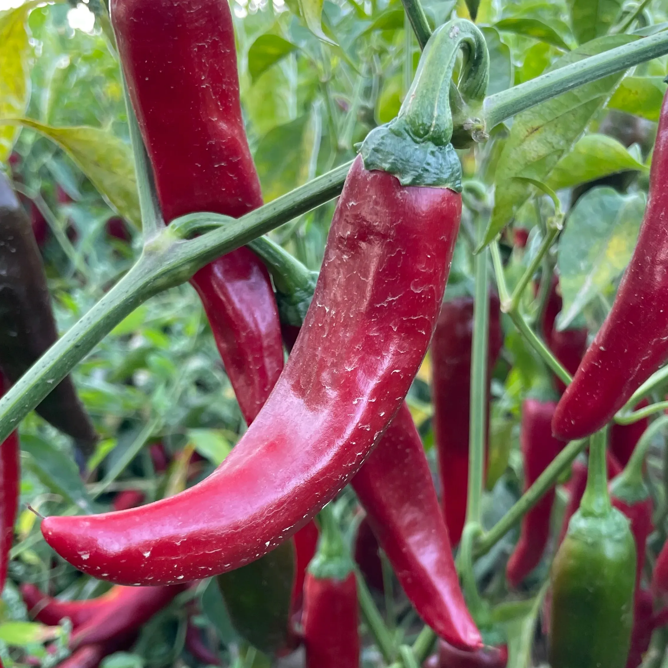 Meilleur emballage de sac de jute piment rouge sec épicé Naga sans tige pour la cuisson coût de 1kg de piment rouge au meilleur prix de Chine