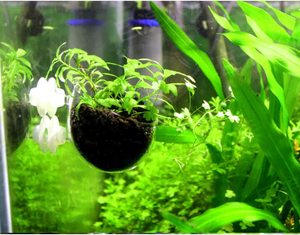 Verre cristal décor aquatique plante tasse Pot ventouse réservoir de poissons <span class=keywords><strong>Aquarium</strong></span> Aquascape fixation facile pour <span class=keywords><strong>Aquarium</strong></span> aquatique - Product Image 4