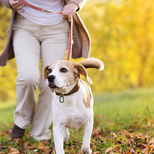 Grosir Kosong Stainless Steel ID Logam Tag Anjing Nama Tag Id Tag Anjing - Product Image 4