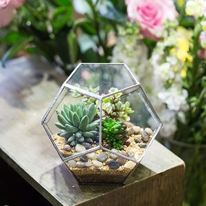 Terrarium en verre géométrique pour plantes aériennes de jardin, décoration de <span class=keywords><strong>rebord</strong></span> de <span class=keywords><strong>fenêtre</strong></span>, étagères, support pour plantes succulentes, cactus, fougères, pot de fleurs - Product Image 5